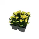 Bild 1 von GARDENLINE Chrysanthemen