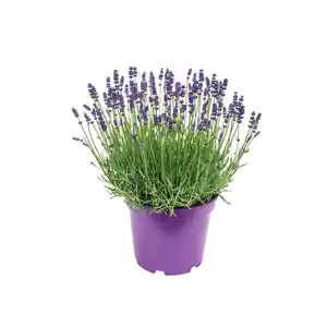 GARDENLINE Lavendel XXL
