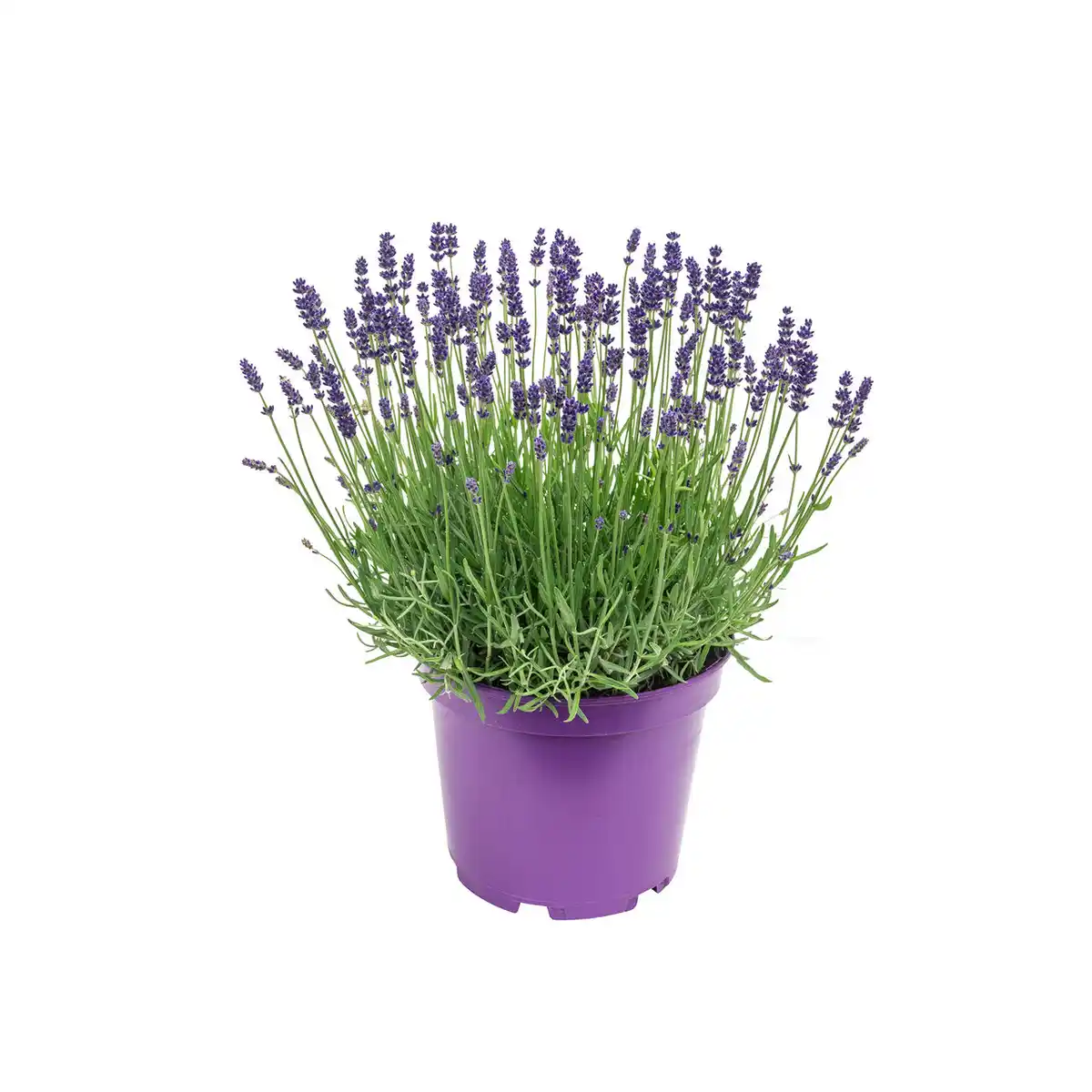 Bild 1 von GARDENLINE Lavendel XXL