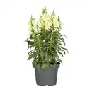 Bild 2 von GARDENLINE Staude / Sommerblume