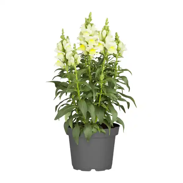 Bild 2 von GARDENLINE Staude / Sommerblume