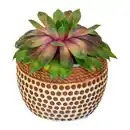 Bild 2 von GARDENLINE Sempervivum