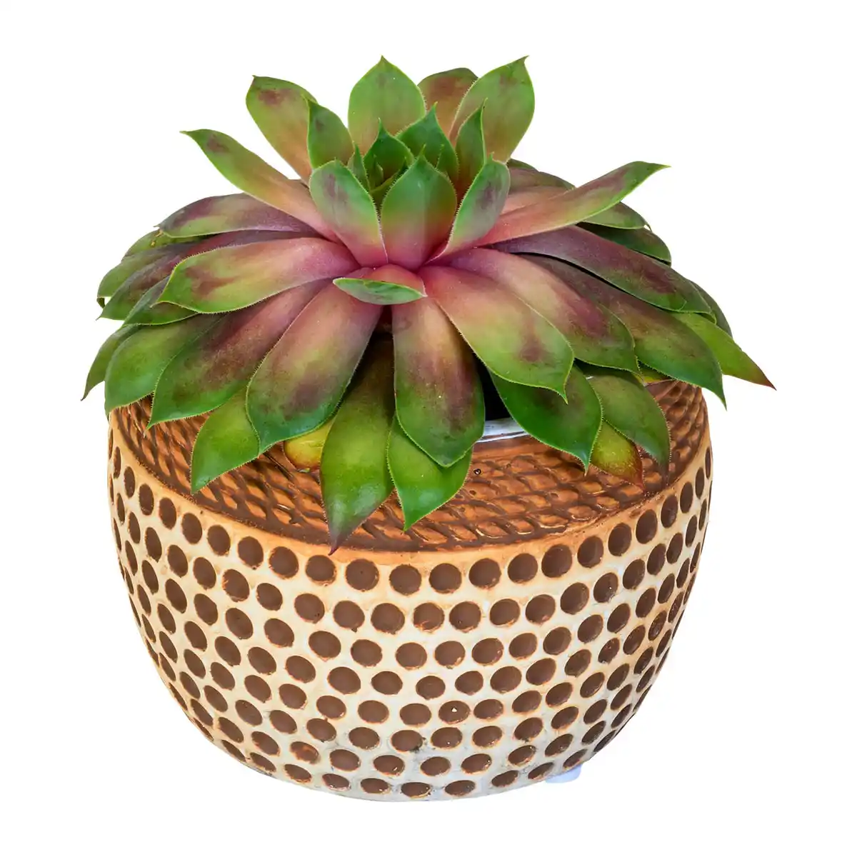 Bild 2 von GARDENLINE Sempervivum