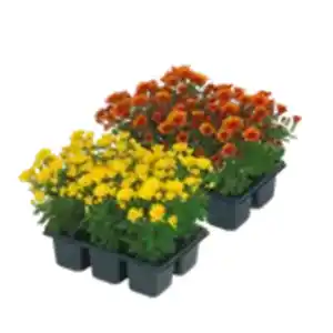 6er-Pack Chrysanthemen