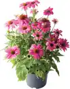 Bild 1 von Sonnenhut Echinacea 13 cm Topf