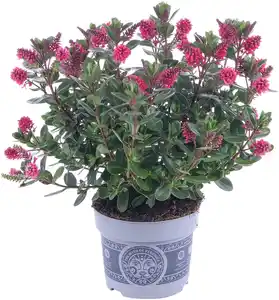 Strauchveronika Hebe All Blooms 12 cm Topf