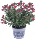 Bild 1 von Strauchveronika Hebe All Blooms 12 cm Topf