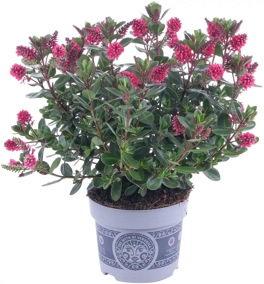 Bild 1 von Strauchveronika Hebe All Blooms 12 cm Topf