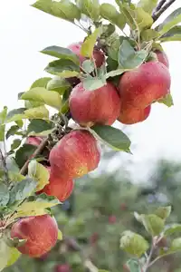 Apfelbaum