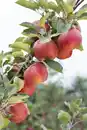 Bild 1 von Apfelbaum