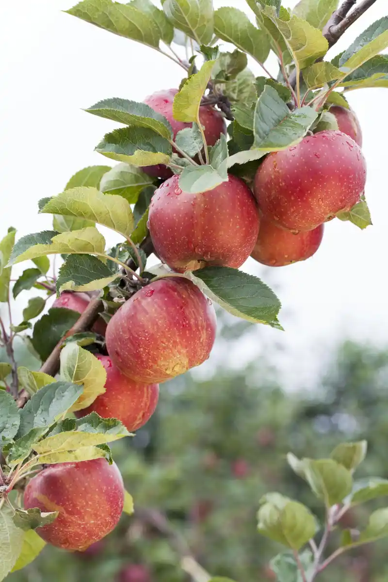 Bild 1 von Apfelbaum