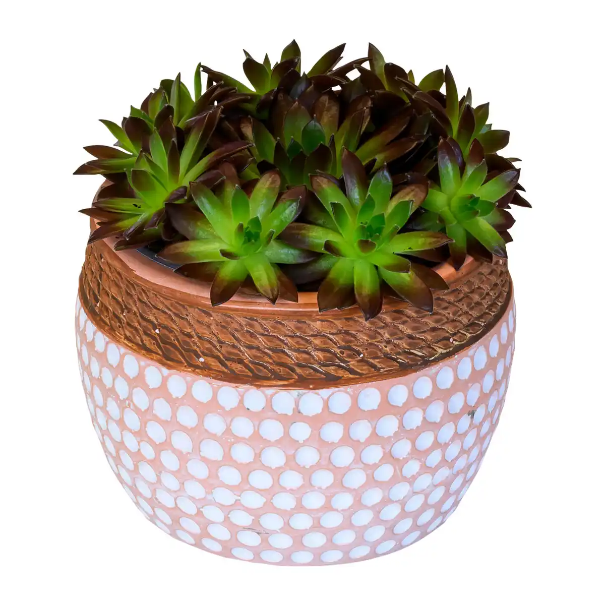 Bild 3 von GARDENLINE Sempervivum
