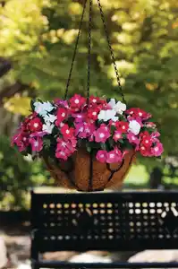 Sommerblüher Sunny Collection Catharanthus roseus Trio 2 Mischungen 13cm Topf