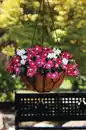 Bild 1 von Sommerblüher Sunny Collection Catharanthus roseus Trio 2 Mischungen 13cm Topf