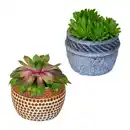 Bild 1 von GARDENLINE Sempervivum