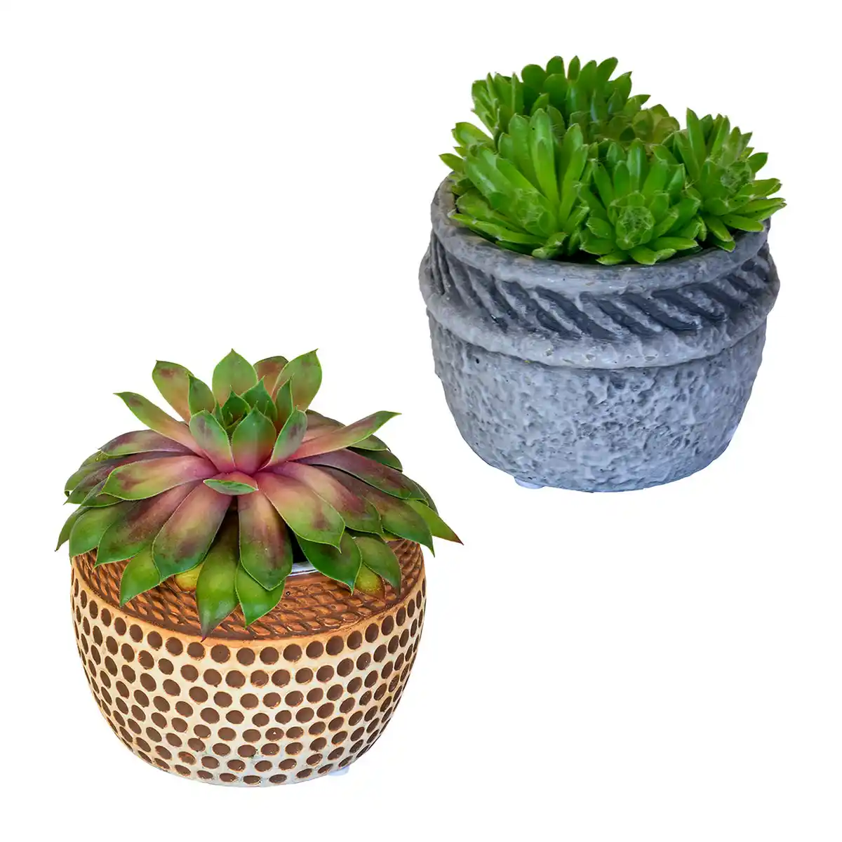 Bild 1 von GARDENLINE Sempervivum