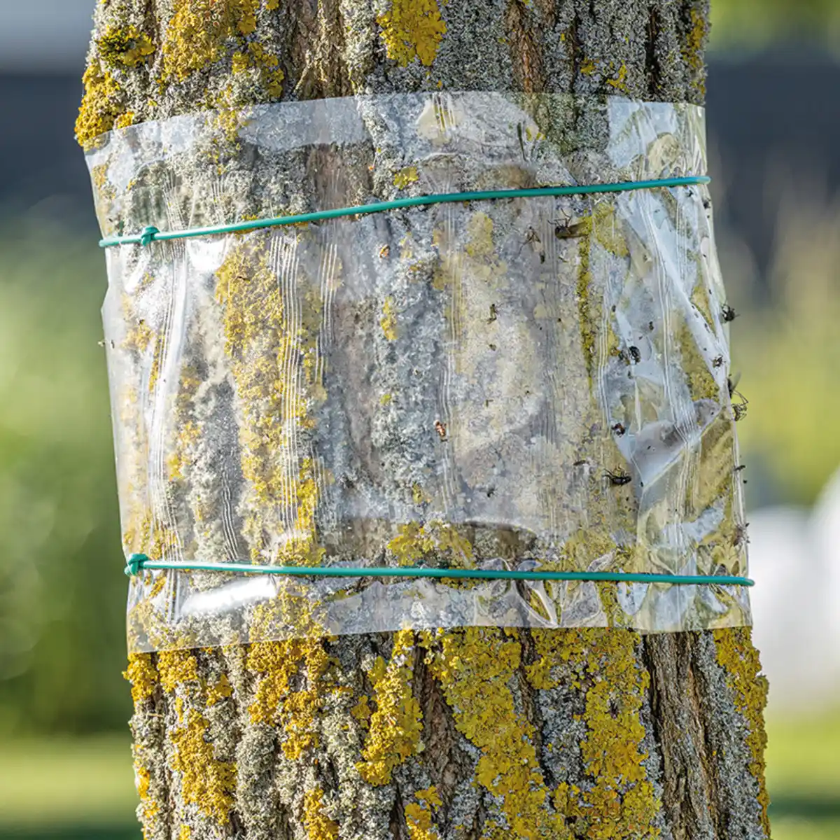Bild 1 von Gardigo Baum-Leimring