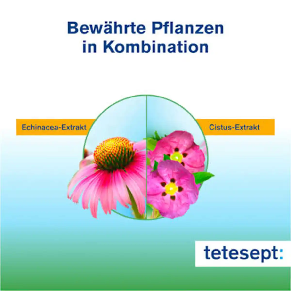 Bild 4 von tetesept Echinacea + Cistus Plus Tabletten, 20 St