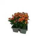 Bild 2 von GARDENLINE Chrysanthemen