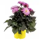 Bild 1 von GARDENLINE Sommerpflanzen, Dahlien, Rosa