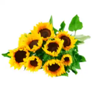 Sonnenblumen
