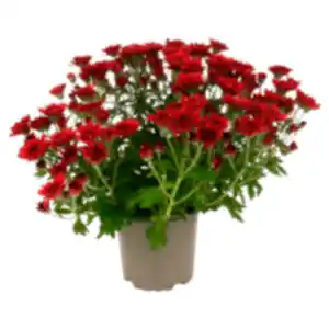 Chrysantheme