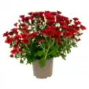 Bild 1 von Chrysantheme