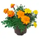 Bild 1 von Studentenblume »Trio«