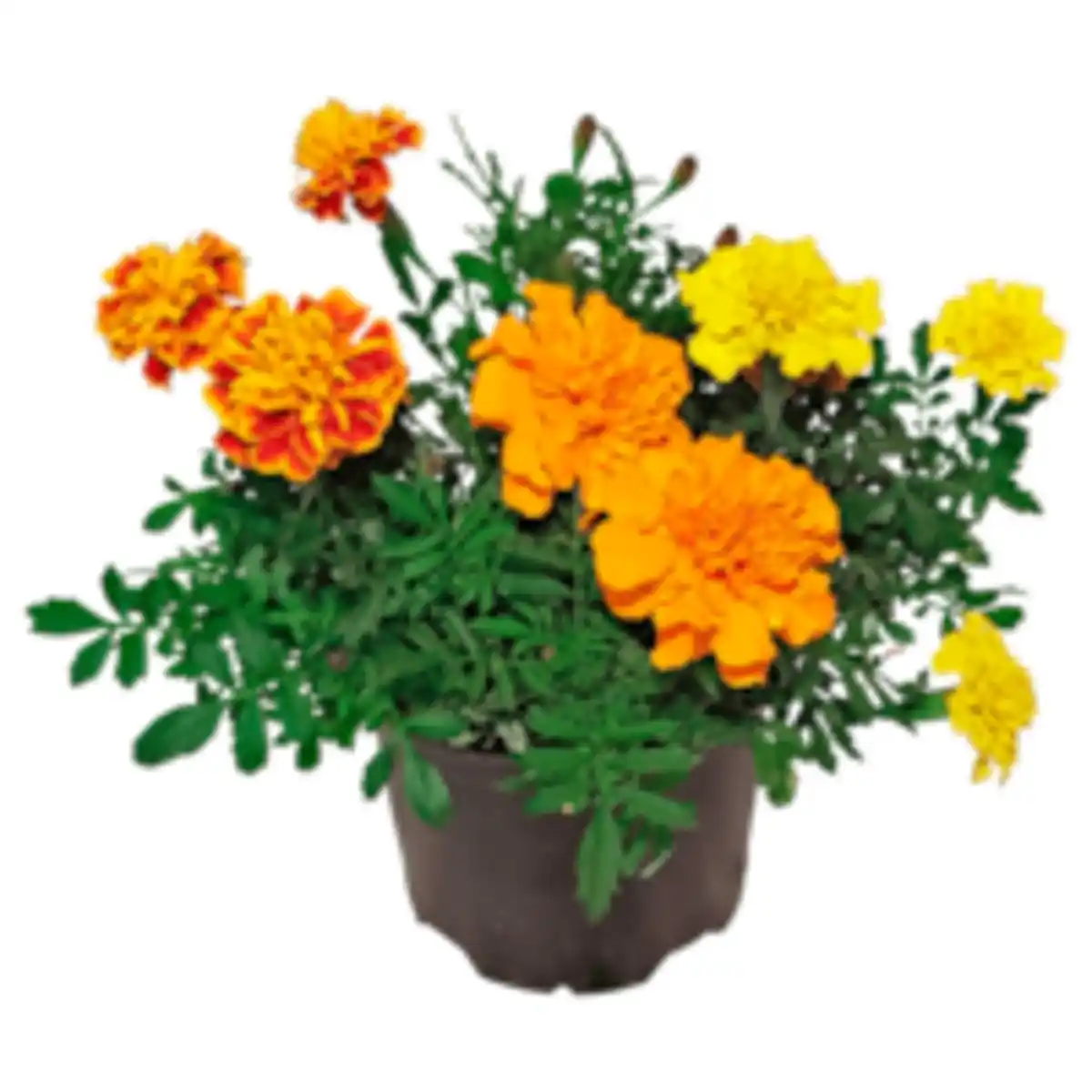 Bild 1 von Studentenblume »Trio«
