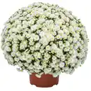 Bild 2 von Chrysanthemen-Busch