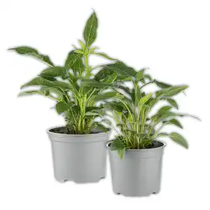 Echinacea "Sonnenhut"