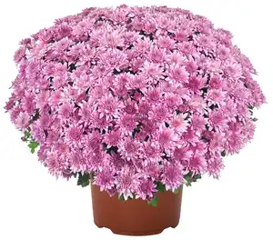 Chrysanthemen-Busch