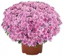 Bild 1 von Chrysanthemen-Busch