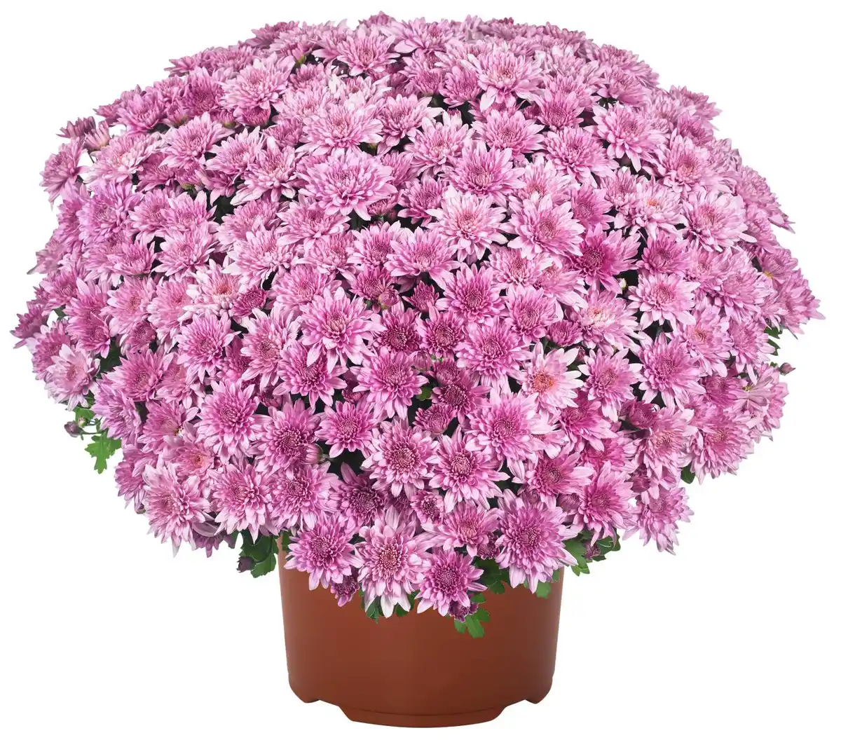 Bild 1 von Chrysanthemen-Busch