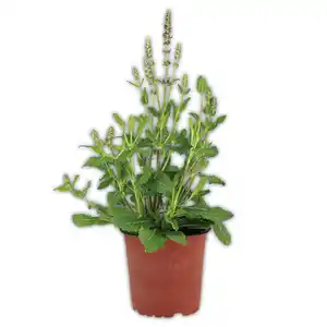 Bienenfreundliche Gartenpflanze