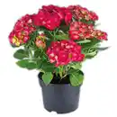 Bild 1 von Garten-Hortensienbusch