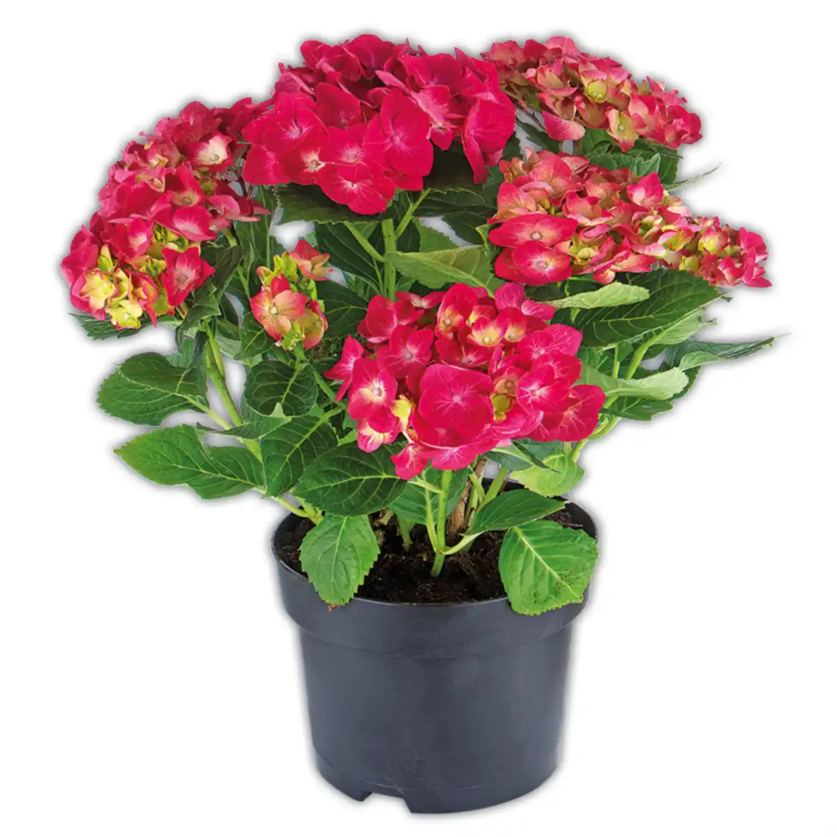 Bild 1 von Garten-Hortensienbusch