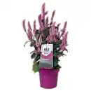 Bild 1 von Celosia "Wild Pink"