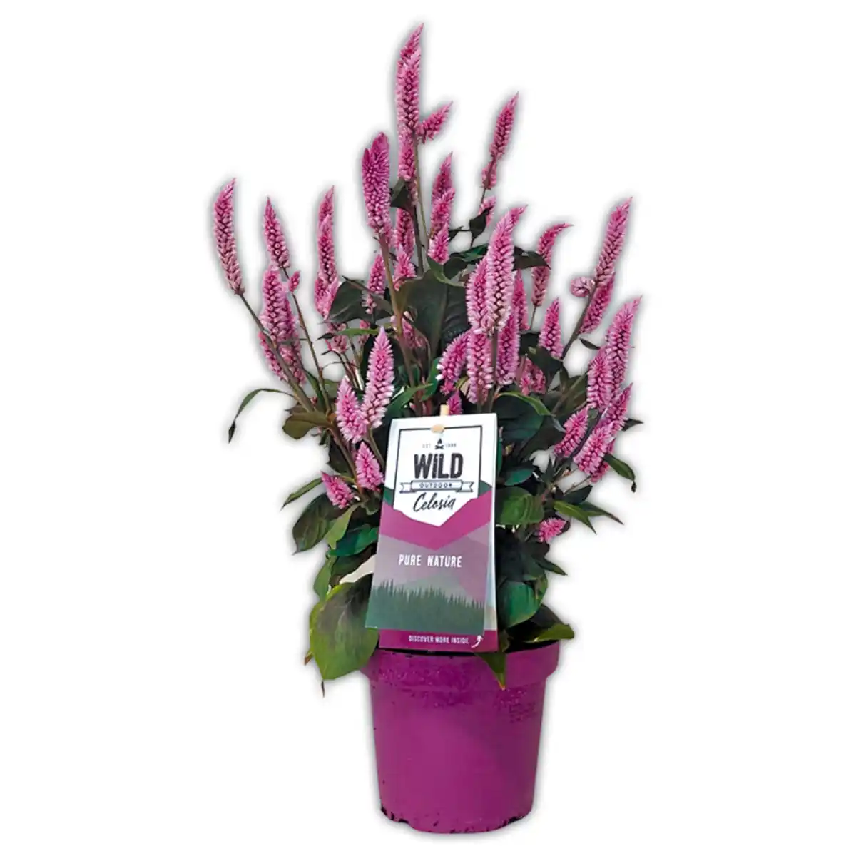 Bild 1 von Celosia "Wild Pink"