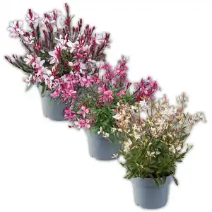 Gaura "Prachtkerze"