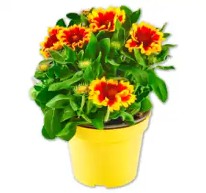 Kokardenblume*