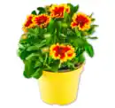 Bild 1 von Kokardenblume*