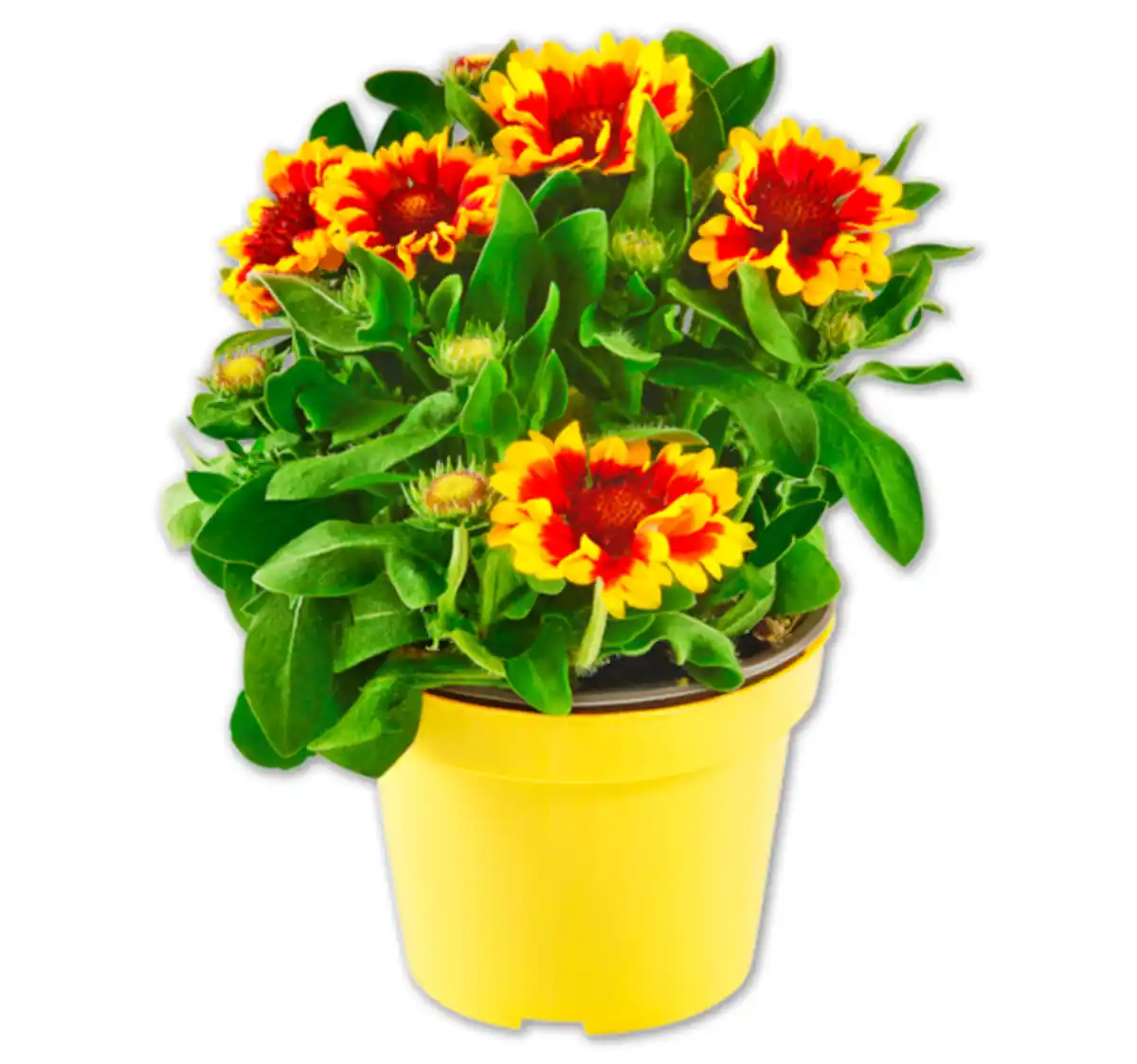 Bild 1 von Kokardenblume*