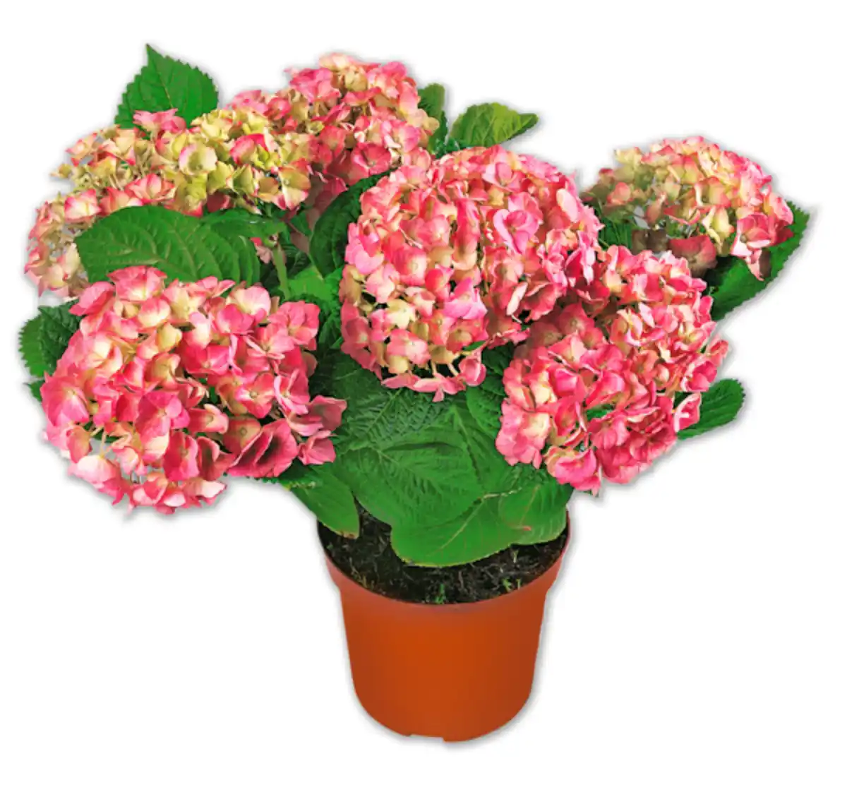 Bild 1 von Gartenhortensie*