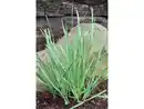 Bild 1 von Schnittknoblauch, 2 Pflanzen