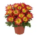 Bild 2 von GARDENLINE Chrysantheme