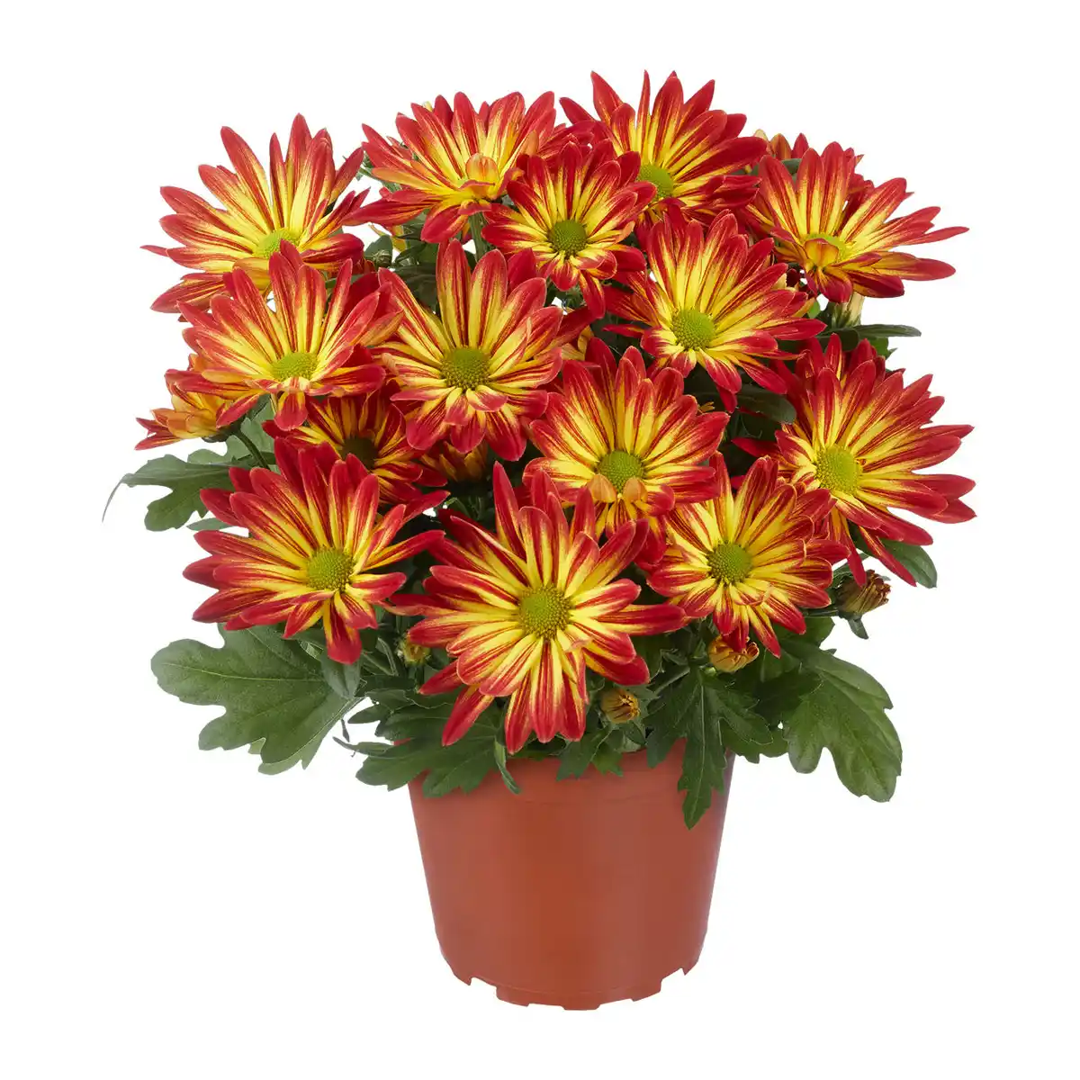 Bild 2 von GARDENLINE Chrysantheme