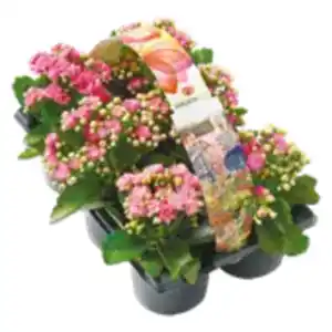 6er-Pack Garten-Kalanchoe