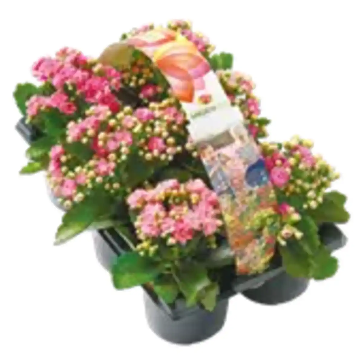 Bild 1 von 6er-Pack Garten-Kalanchoe