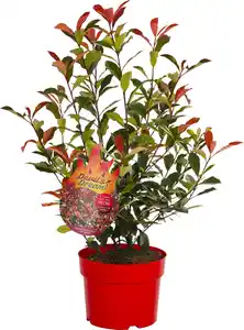 Glanzmispel Photinia Devils Dream H 40 - 60 cm, 4 L Container